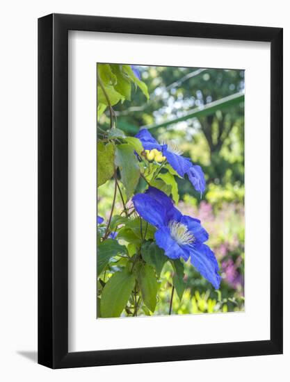 Blue Clematis-Lisa S. Engelbrecht-Framed Photographic Print