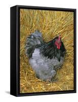 Blue Cochin Breed of Domestic Chicken, Cock., USA-Lynn M. Stone-Framed Stretched Canvas