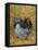 Blue Cochin Breed of Domestic Chicken, Cock., USA-Lynn M. Stone-Framed Stretched Canvas