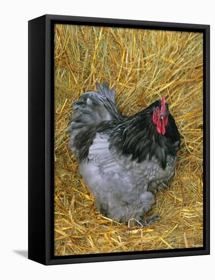 Blue Cochin Breed of Domestic Chicken, Cock., USA-Lynn M. Stone-Framed Stretched Canvas