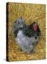 Blue Cochin Breed of Domestic Chicken, Cock., USA-Lynn M. Stone-Stretched Canvas