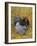 Blue Cochin Breed of Domestic Chicken, Cock., USA-Lynn M. Stone-Framed Photographic Print