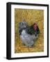 Blue Cochin Breed of Domestic Chicken, Cock., USA-Lynn M. Stone-Framed Photographic Print