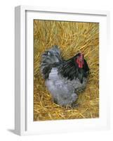Blue Cochin Breed of Domestic Chicken, Cock., USA-Lynn M. Stone-Framed Photographic Print