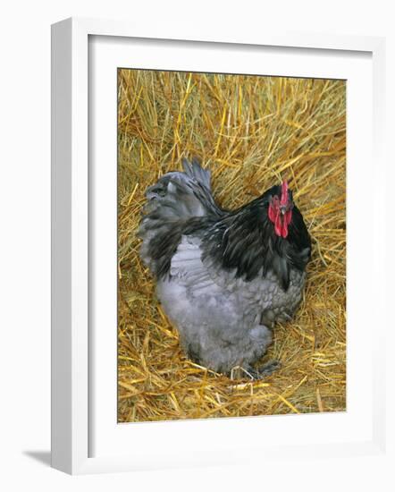 Blue Cochin Breed of Domestic Chicken, Cock., USA-Lynn M. Stone-Framed Photographic Print