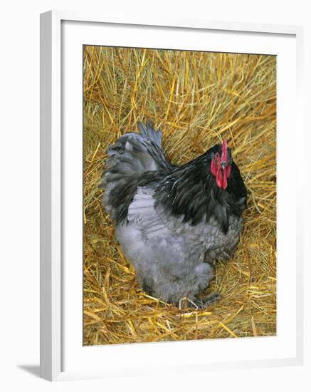 Blue Cochin Breed of Domestic Chicken, Cock., USA-Lynn M. Stone-Framed Photographic Print