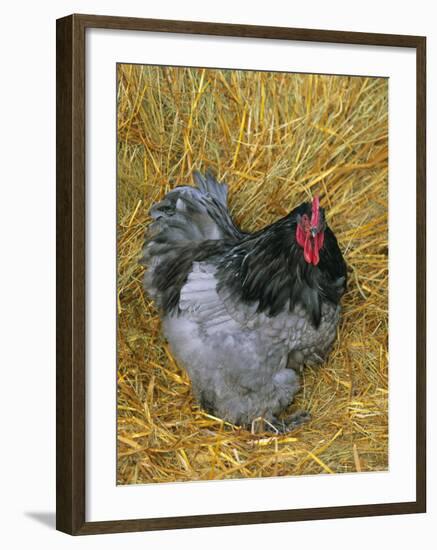 Blue Cochin Breed of Domestic Chicken, Cock., USA-Lynn M. Stone-Framed Photographic Print