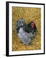 Blue Cochin Breed of Domestic Chicken, Cock., USA-Lynn M. Stone-Framed Photographic Print