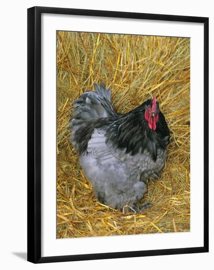 Blue Cochin Breed of Domestic Chicken, Cock., USA-Lynn M. Stone-Framed Photographic Print