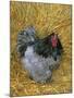 Blue Cochin Breed of Domestic Chicken, Cock., USA-Lynn M. Stone-Mounted Photographic Print