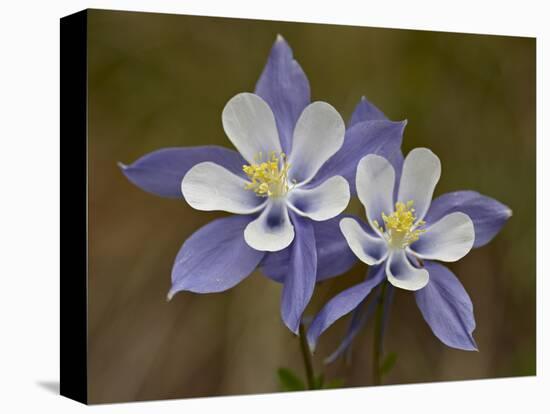 Blue Columbine (Aquilegia Coerulea), Weston Pass, Pike and San Isabel National Forest, Colorado-null-Stretched Canvas