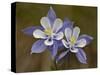 Blue Columbine (Aquilegia Coerulea), Weston Pass, Pike and San Isabel National Forest, Colorado-null-Stretched Canvas