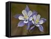 Blue Columbine (Aquilegia Coerulea), Weston Pass, Pike and San Isabel National Forest, Colorado-null-Framed Stretched Canvas