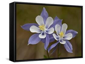 Blue Columbine (Aquilegia Coerulea), Weston Pass, Pike and San Isabel National Forest, Colorado-null-Framed Stretched Canvas