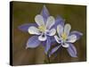 Blue Columbine (Aquilegia Coerulea), Weston Pass, Pike and San Isabel National Forest, Colorado-null-Stretched Canvas