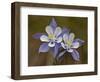 Blue Columbine (Aquilegia Coerulea), Weston Pass, Pike and San Isabel National Forest, Colorado-null-Framed Photographic Print