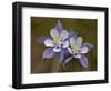 Blue Columbine (Aquilegia Coerulea), Weston Pass, Pike and San Isabel National Forest, Colorado-null-Framed Photographic Print