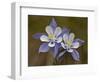 Blue Columbine (Aquilegia Coerulea), Weston Pass, Pike and San Isabel National Forest, Colorado-null-Framed Photographic Print