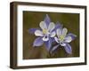 Blue Columbine (Aquilegia Coerulea), Weston Pass, Pike and San Isabel National Forest, Colorado-null-Framed Photographic Print