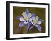 Blue Columbine (Aquilegia Coerulea), Weston Pass, Pike and San Isabel National Forest, Colorado-null-Framed Photographic Print