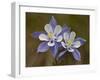 Blue Columbine (Aquilegia Coerulea), Weston Pass, Pike and San Isabel National Forest, Colorado-null-Framed Photographic Print