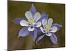 Blue Columbine (Aquilegia Coerulea), Weston Pass, Pike and San Isabel National Forest, Colorado-null-Mounted Photographic Print