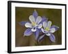 Blue Columbine (Aquilegia Coerulea), Weston Pass, Pike and San Isabel National Forest, Colorado-null-Framed Photographic Print