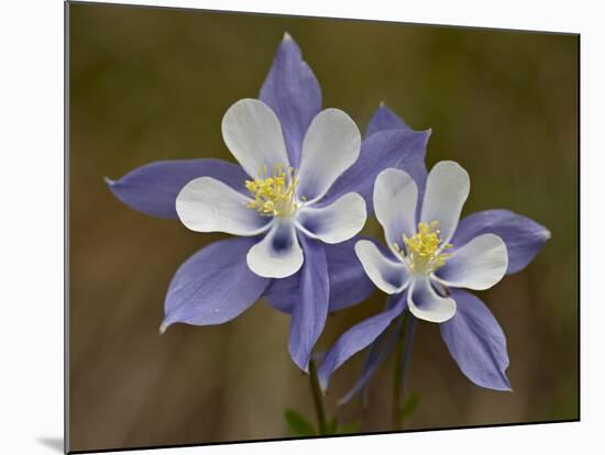 Blue Columbine (Aquilegia Coerulea), Weston Pass, Pike and San Isabel National Forest, Colorado-null-Mounted Photographic Print