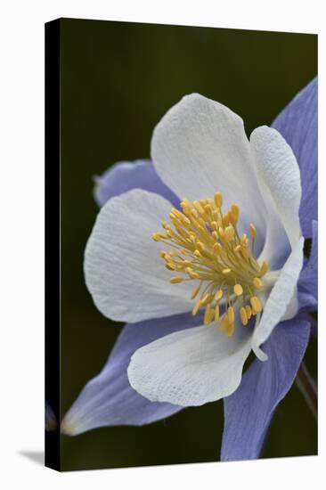 Blue columbine (Colorado columbine) (Aquilegia coerulea), San Juan National Forest, Colorado, Unite-James Hager-Stretched Canvas