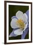 Blue columbine (Colorado columbine) (Aquilegia coerulea), San Juan National Forest, Colorado, Unite-James Hager-Framed Photographic Print