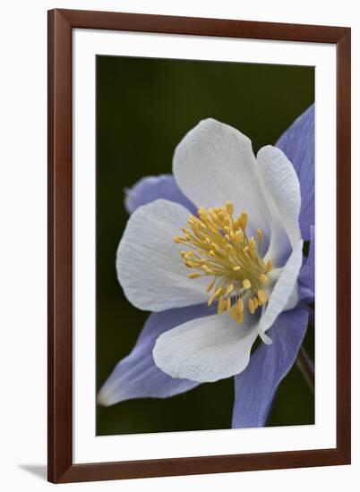 Blue columbine (Colorado columbine) (Aquilegia coerulea), San Juan National Forest, Colorado, Unite-James Hager-Framed Photographic Print