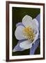 Blue columbine (Colorado columbine) (Aquilegia coerulea), San Juan National Forest, Colorado, Unite-James Hager-Framed Photographic Print