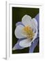 Blue columbine (Colorado columbine) (Aquilegia coerulea), San Juan National Forest, Colorado, Unite-James Hager-Framed Photographic Print