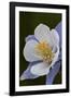 Blue columbine (Colorado columbine) (Aquilegia coerulea), San Juan National Forest, Colorado, Unite-James Hager-Framed Photographic Print