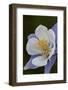 Blue columbine (Colorado columbine) (Aquilegia coerulea), San Juan National Forest, Colorado, Unite-James Hager-Framed Photographic Print