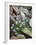 Blue Columbine Growing in a Rock Field, Yankee Boy Basin, Uncompahgre National Forest, Colorado-James Hager-Framed Photographic Print