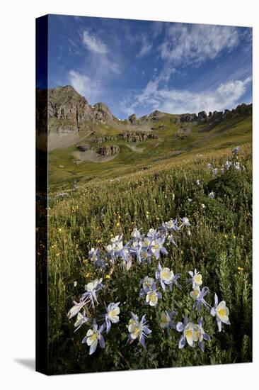 Blue columbine  in an Alpine basin, San Juan Nat'l Forest, Colorado, USA-James Hager-Stretched Canvas