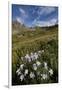 Blue columbine  in an Alpine basin, San Juan Nat'l Forest, Colorado, USA-James Hager-Framed Photographic Print