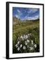 Blue columbine  in an Alpine basin, San Juan Nat'l Forest, Colorado, USA-James Hager-Framed Photographic Print