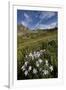 Blue columbine  in an Alpine basin, San Juan Nat'l Forest, Colorado, USA-James Hager-Framed Photographic Print