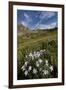 Blue columbine  in an Alpine basin, San Juan Nat'l Forest, Colorado, USA-James Hager-Framed Photographic Print