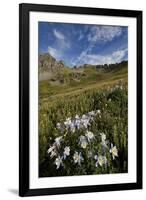 Blue columbine  in an Alpine basin, San Juan Nat'l Forest, Colorado, USA-James Hager-Framed Photographic Print