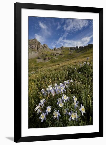 Blue columbine  in an Alpine basin, San Juan Nat'l Forest, Colorado, USA-James Hager-Framed Photographic Print