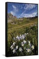 Blue columbine  in an Alpine basin, San Juan Nat'l Forest, Colorado, USA-James Hager-Framed Stretched Canvas