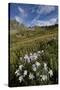 Blue columbine  in an Alpine basin, San Juan Nat'l Forest, Colorado, USA-James Hager-Stretched Canvas