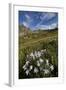 Blue columbine  in an Alpine basin, San Juan Nat'l Forest, Colorado, USA-James Hager-Framed Premium Photographic Print