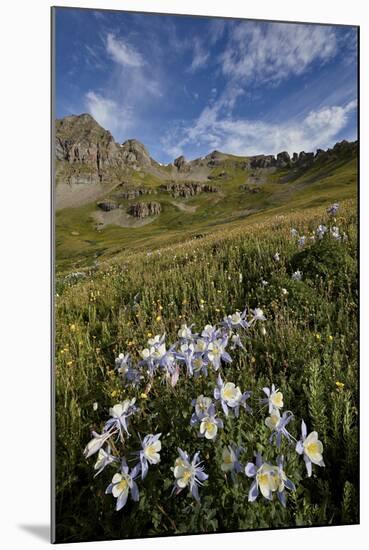 Blue columbine  in an Alpine basin, San Juan Nat'l Forest, Colorado, USA-James Hager-Mounted Premium Photographic Print