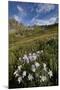 Blue columbine  in an Alpine basin, San Juan Nat'l Forest, Colorado, USA-James Hager-Mounted Premium Photographic Print