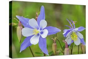 Blue Columbine, Rio Grande National Forest Colorado, USA-Charles Gurche-Stretched Canvas