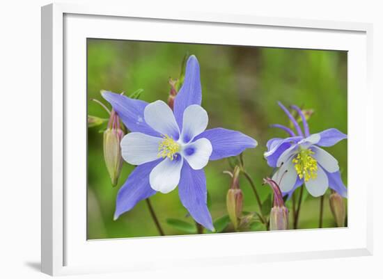 Blue Columbine, Rio Grande National Forest Colorado, USA-Charles Gurche-Framed Photographic Print